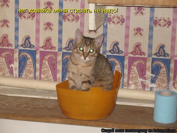 Котоматрица: нет хозяйка меня стирать не надо!