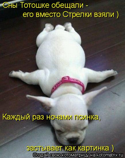 Котоматрица: Сны Тотошке обещали - его вместо Стрелки взяли ) Каждый раз ночами псинка, застывает как картинка )