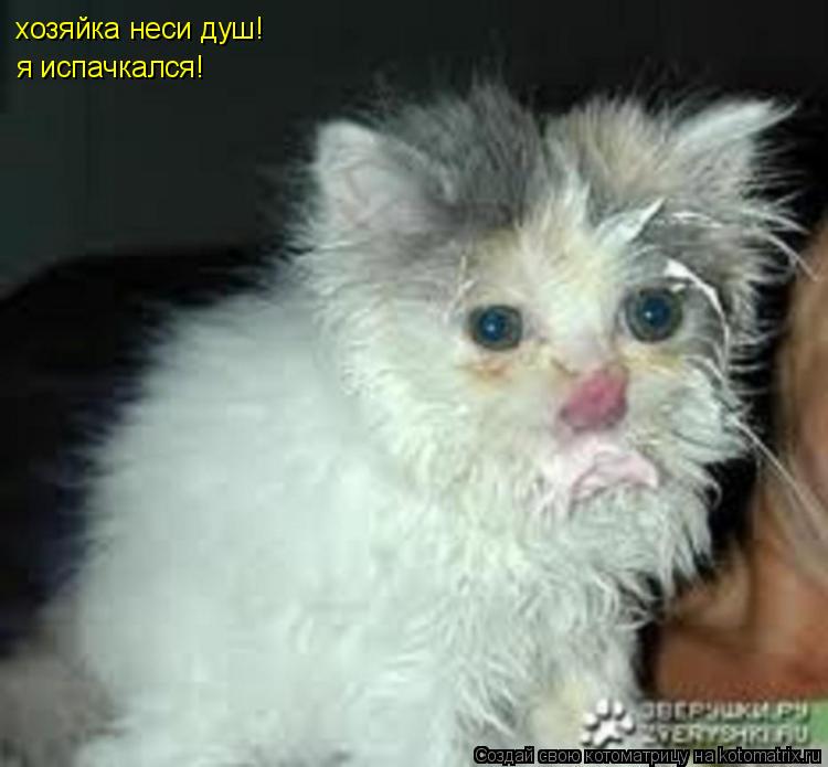 хозяйка неси душ! я испачкался!... Котоматрица: хозяйка неси душ! я испачкался!