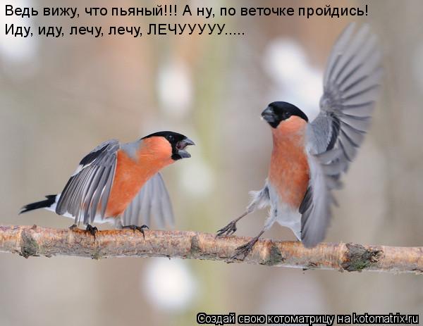 Ведь вижу, что пьяный!!! А ну, по веточке пройдись! Иду, иду, лечу, лечу, ЛЕЧУУУУУ........ Котоматрица: Ведь вижу, что пьяный!!! А ну, по веточке пройдись! Иду, иду, лечу, лечу, ЛЕЧУУУУУ.....