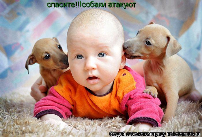 Котоматрица: спасите!!!собаки атакуют