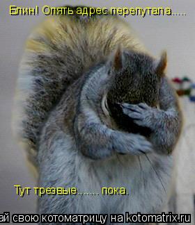 Блин! Опять адрес перепутала..... Тут трезвые....... пока.... Котоматрица: Блин! Опять адрес перепутала..... Тут трезвые....... пока.