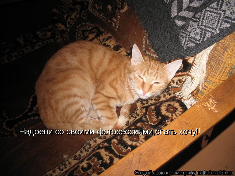 Надоели со своими фотосессиями,спать хочу!!... Котоматрица: Надоели со своими фотосессиями,спать хочу!!