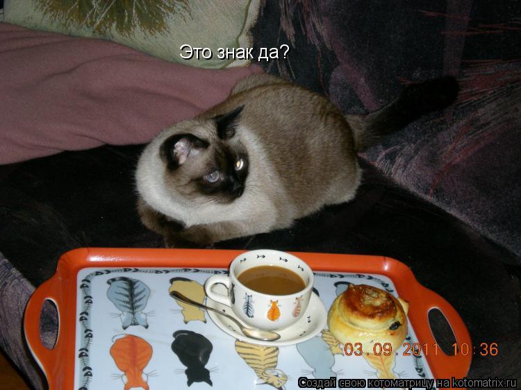 Это знак да?... Котоматрица: Это знак да?