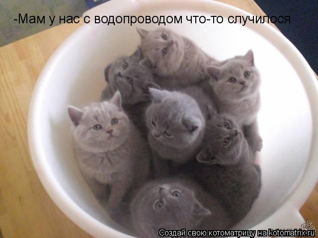 -Мам у нас с водопроводом что-то случилося... Котоматрица: -Мам у нас с водопроводом что-то случилося