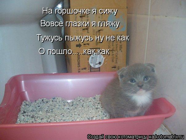 На горшочке я сижу Вовсе глазки я гляжу Тужусь пыжусь ну не как О пошло.....как как... Котоматрица: На горшочке я сижу Вовсе глазки я гляжу Тужусь пыжусь ну не как О пошло.....как как