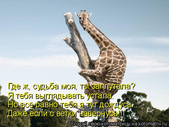 Котоматрица: Где ж, судьба моя, ты заплутала?  Я тебя выглядывать устала. Но всё равно тебя я тут дождусь... Даже если с ветки навернусь!!!