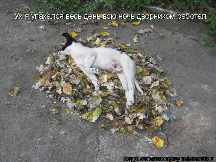 Котоматрица: Ух я упахался весь день всю ночь дворником работал
