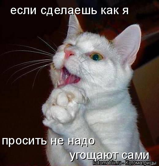 если сделаешь как я просить не надо угощают сами... Котоматрица: если сделаешь как я просить не надо угощают сами