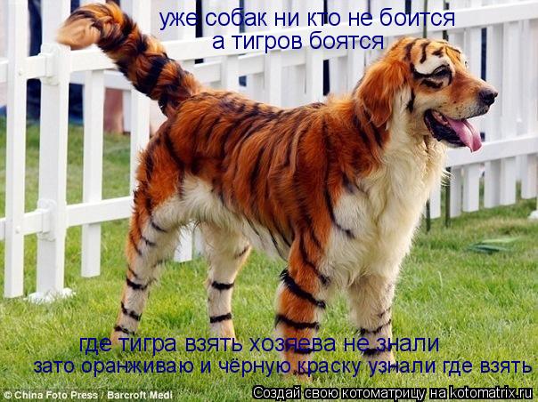 уже собак ни кто не боится а тигров боятся где тигра взять хозяева не знали зато оранживаю и чёрную к... Котоматрица: уже собак ни кто не боится а тигров боятся где тигра взять хозяева не знали зато оранживаю и чёрную краску узнали где взять