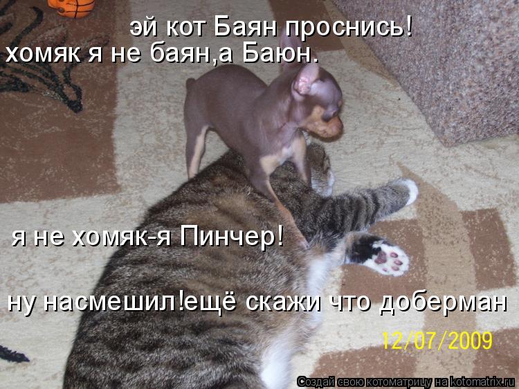 эй кот Баян проснись! хомяк я не баян,а Баюн. я не хомяк-я Пинчер! ну насмешил!ещё скажи что доберман... Котоматрица: эй кот Баян проснись! хомяк я не баян,а Баюн. я не хомяк-я Пинчер! ну насмешил!ещё скажи что доберман