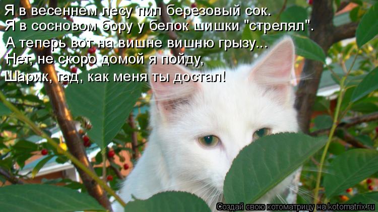 Я в весеннем лесу пил березовый сок. Я в сосновом бору у белок шишки "стрелял". А теперь вот на вишне... Котоматрица: Я в весеннем лесу пил березовый сок. Я в сосновом бору у белок шишки "стрелял". А теперь вот на вишне вишню грызу... Нет, не скоро домой я пойду,