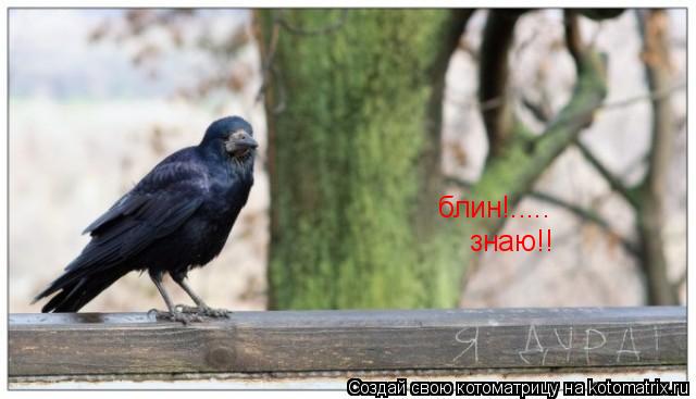 блин!..... знаю!!... Котоматрица: блин!..... знаю!!