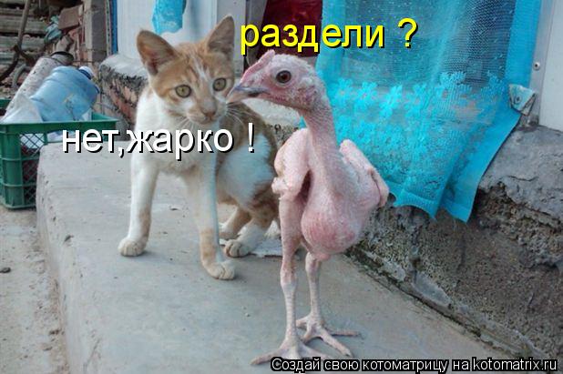 Котоматрица: раздели ? нет,жарко !