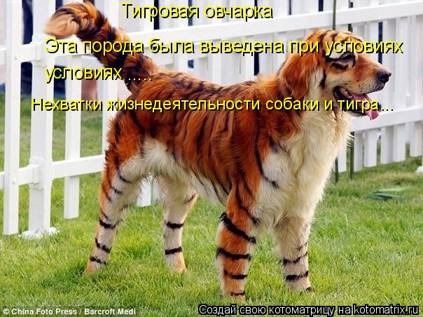 Котоматрица: Тигровая овчарка Эта порода была выведена при условиях условиях ..... Нехватки жизнедеятельности собаки и тигра...