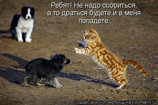 Ребят! Не надо ссориться, а то драться будете и в меня попадете...... Котоматрица: Ребят! Не надо ссориться, а то драться будете и в меня попадете...