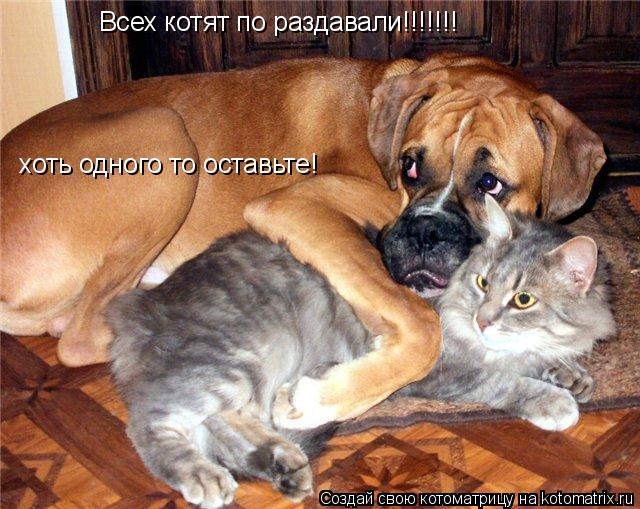 Всех котят по раздавали!!!!!!! хоть одного то оставьте!... Котоматрица: Всех котят по раздавали!!!!!!! хоть одного то оставьте!