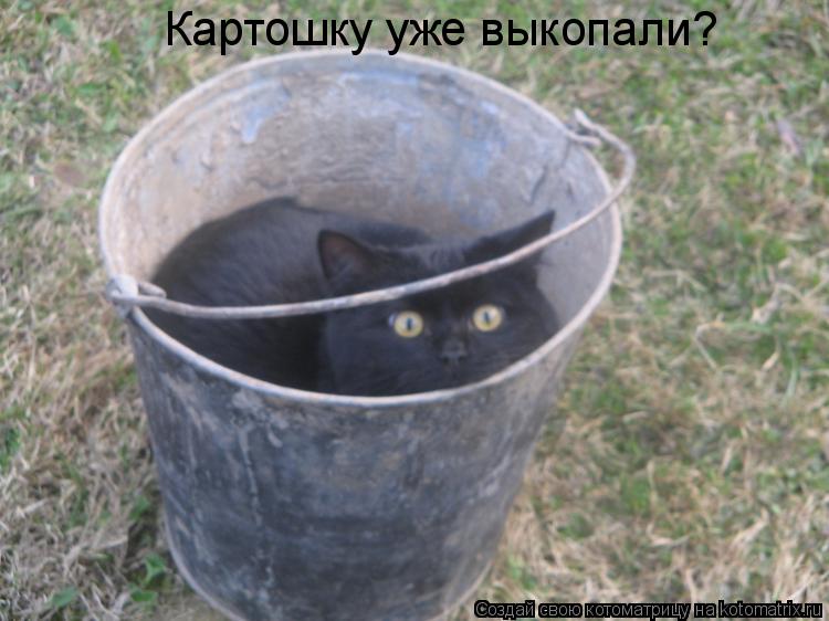 Котоматрица: Картошку уже выкопали?