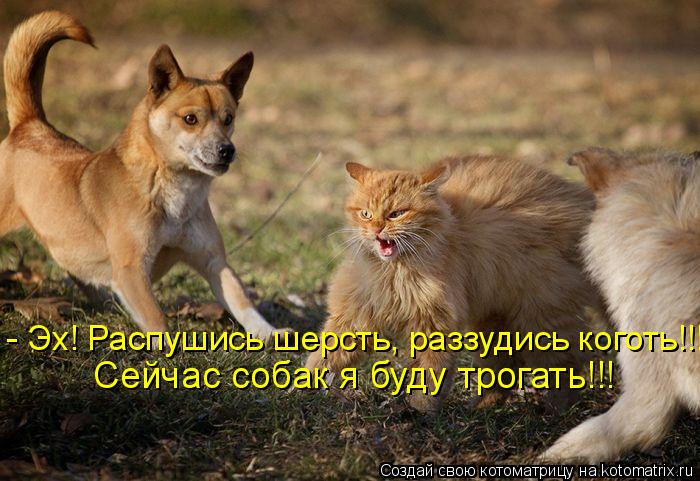 - Эх! Распушись шерсть, раззудись коготь!!! Сейчас собак я буду трогать!!!... Котоматрица: - Эх! Распушись шерсть, раззудись коготь!!! Сейчас собак я буду трогать!!!