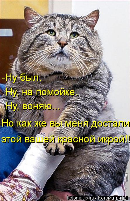 -Ну был. Ну, на помойке. Ну, воняю... Но как же вы меня достали этой вашей красной икрой!!!... Котоматрица: -Ну был. Ну, на помойке. Ну, воняю... Но как же вы меня достали этой вашей красной икрой!!!