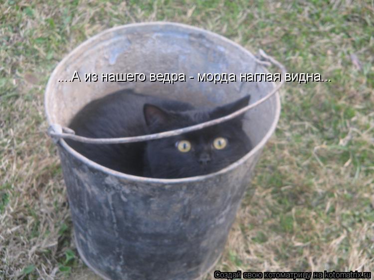 ....А из нашего ведра - морда наглая видна...... Котоматрица: ....А из нашего ведра - морда наглая видна...