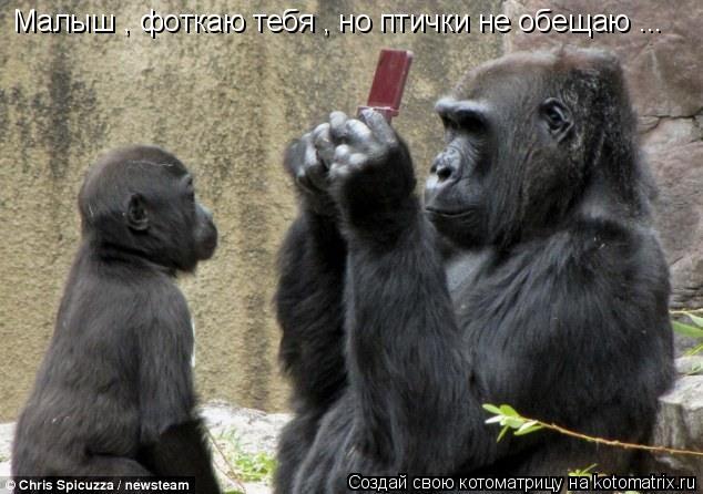 Малыш , фоткаю тебя , но птички не обещаю ...... Котоматрица: Малыш , фоткаю тебя , но птички не обещаю ...