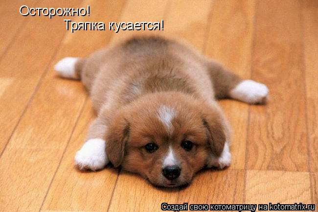 Осторожно! Тряпка кусается!... Котоматрица: Осторожно! Тряпка кусается!