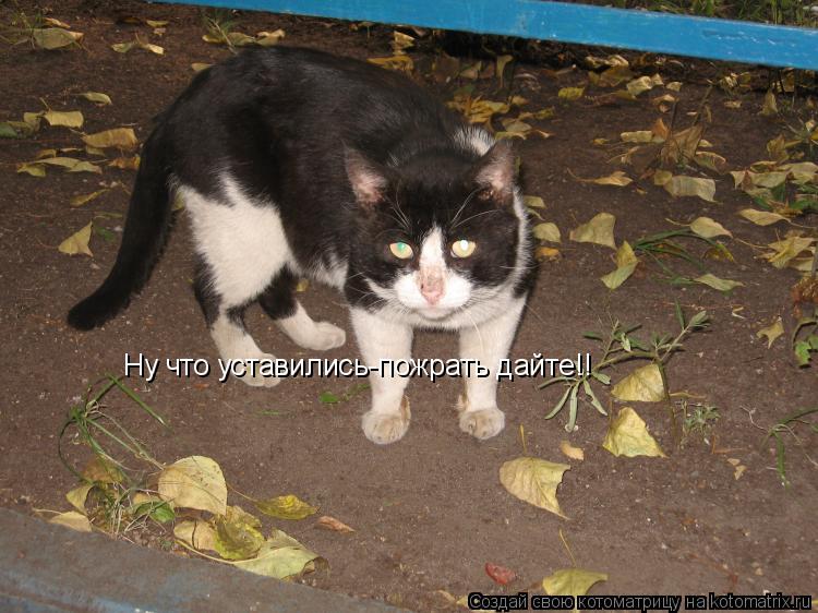 Ну что уставились-пожрать дайте!!... Котоматрица: Ну что уставились-пожрать дайте!!