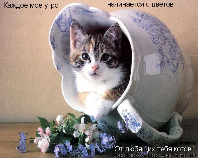 Котоматрица: Каждое моё утро начинается с цветов "От любящих тебя котов"