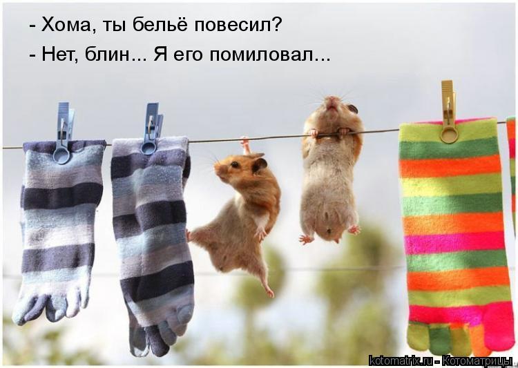 - Хома, ты бельё повесил? - Нет, блин... Я его помиловал...... Котоматрица: - Хома, ты бельё повесил? - Нет, блин... Я его помиловал...