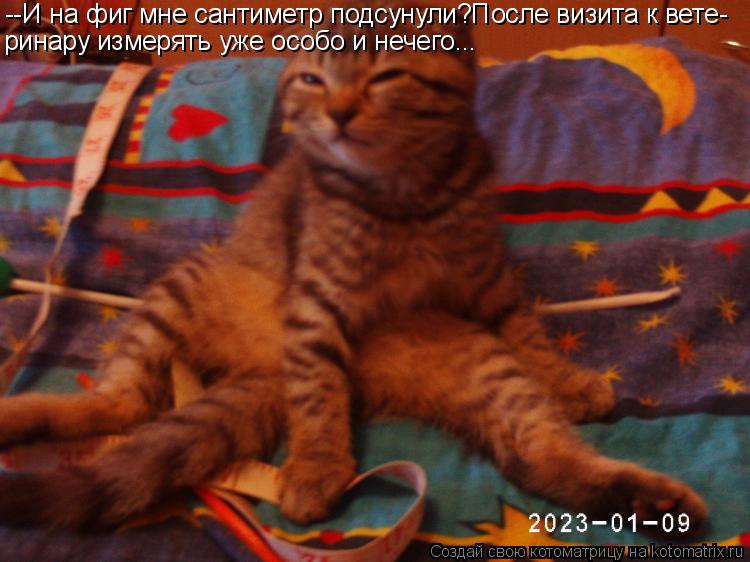 --И на фиг мне сантиметр подсунули?После визита к вете- ринару измерять уже особо и нечего...... Котоматрица: --И на фиг мне сантиметр подсунули?После визита к вете- ринару измерять уже особо и нечего...