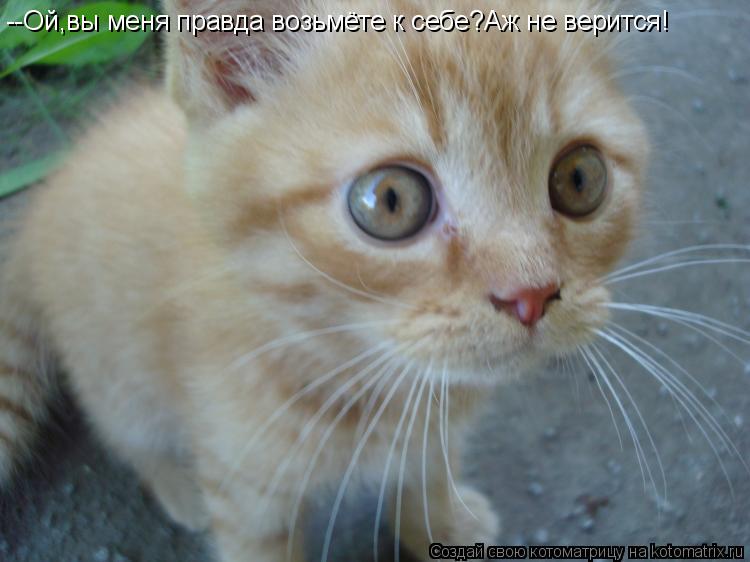 --Ой,вы меня правда возьмёте к себе?Аж не верится!... Котоматрица: --Ой,вы меня правда возьмёте к себе?Аж не верится!