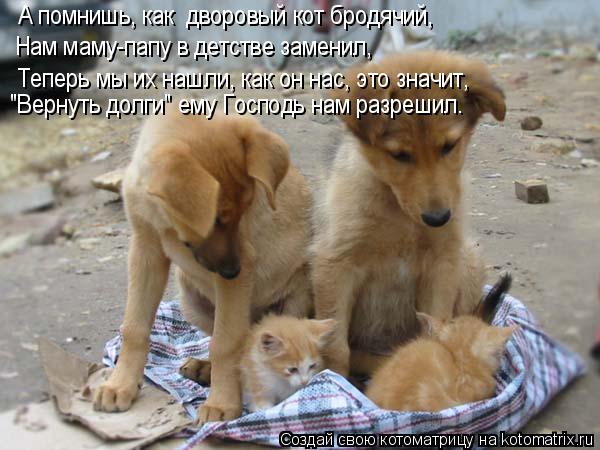 А помнишь, как дворовый кот бродячий, Нам маму-папу в детстве заменил, Теперь мы их нашли, как он на... Котоматрица: А помнишь, как дворовый кот бродячий, Нам маму-папу в детстве заменил, Теперь мы их нашли, как он нас, это значит, "Вернуть долги" ему Господь