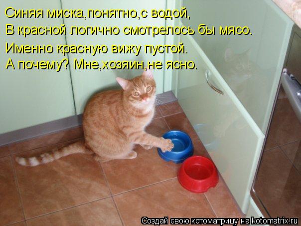 Синяя миска,понятно,с водой, В красной логично смотрелось бы мясо. Именно красную вижу пустой. А поче... Котоматрица: Синяя миска,понятно,с водой, В красной логично смотрелось бы мясо. Именно красную вижу пустой. А почему? Мне,хозяин,не ясно.