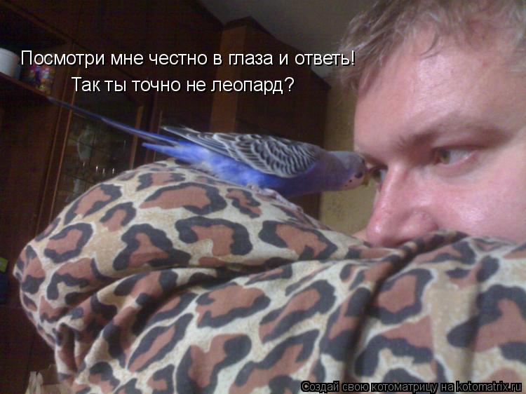 Так ты точно не леопард? Посмотри мне честно в глаза и ответь!... Котоматрица: Так ты точно не леопард? Посмотри мне честно в глаза и ответь!