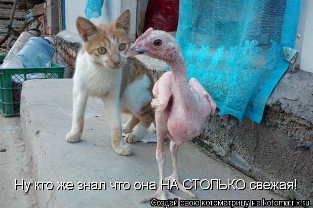 Ну кто же знал что она НА СТОЛЬКО свежая!... Котоматрица: Ну кто же знал что она НА СТОЛЬКО свежая!
