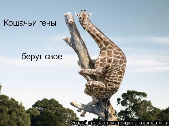 Кошачьи гены берут свое...... Котоматрица: Кошачьи гены берут свое...