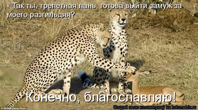 - Так ты, трепетная лань, готова выйти замуж за моего разгильдяя? Конечно, благославляю!... Котоматрица: - Так ты, трепетная лань, готова выйти замуж за моего разгильдяя? Конечно, благославляю!