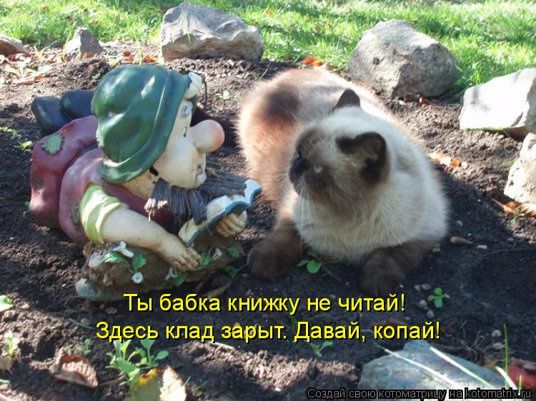 Ты бабка книжку не читай! Здесь клад зарыт. Давай, копай!... Котоматрица: Ты бабка книжку не читай! Здесь клад зарыт. Давай, копай!