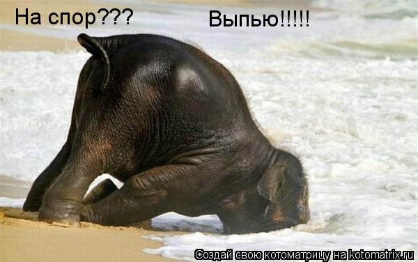 На спор??? Выпью!!!!!... Котоматрица: На спор??? Выпью!!!!!