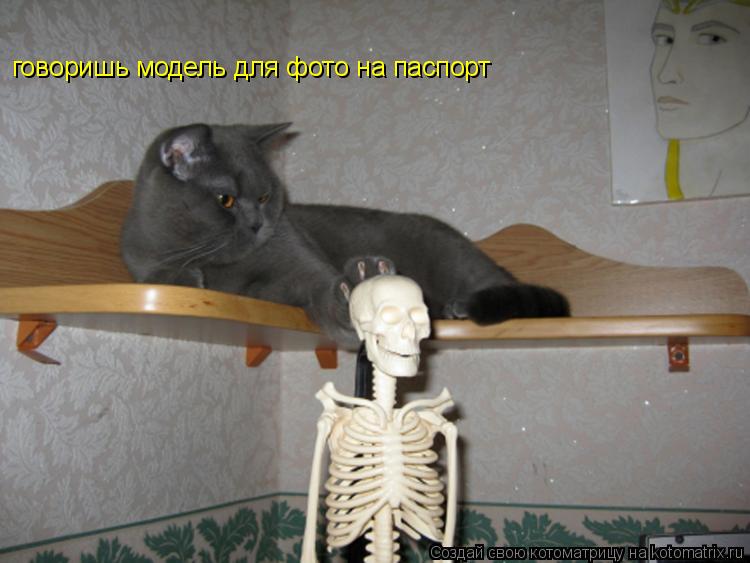говоришь модель для фото на паспорт... Котоматрица: говоришь модель для фото на паспорт
