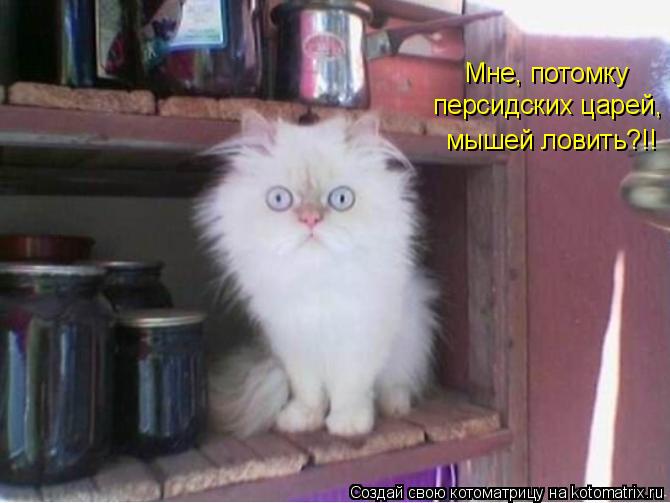 Мне, потомку персидских царей, мышей ловить?!!... Котоматрица: Мне, потомку персидских царей, мышей ловить?!!