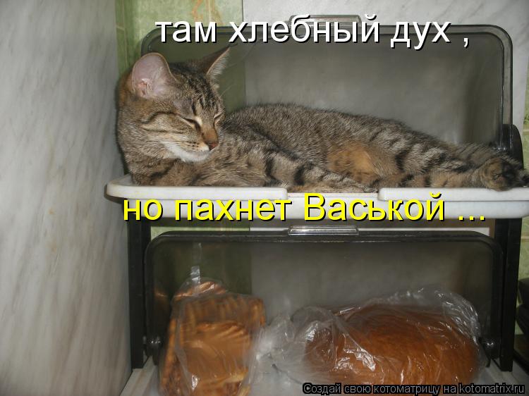 там хлебный дух , но пахнет Васькой ...... Котоматрица: там хлебный дух , но пахнет Васькой ...