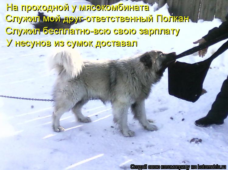 На проходной у мясокомбината Служил мой друг-ответственный Полкан Служил бесплатно-всю свою зарплату ... Котоматрица: На проходной у мясокомбината Служил мой друг-ответственный Полкан Служил бесплатно-всю свою зарплату У несунов из сумок доставал