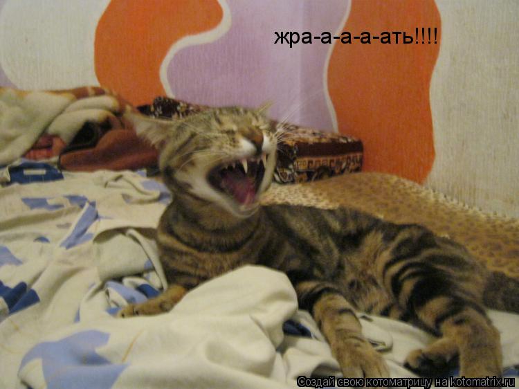 жра-а-а-а-ать!!!!... Котоматрица: жра-а-а-а-ать!!!!