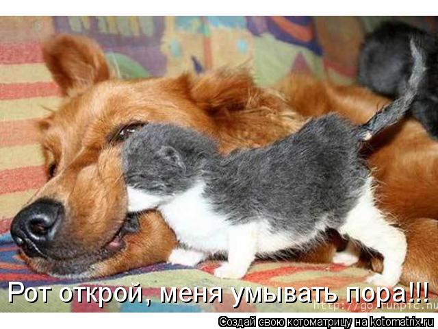 Рот открой, меня умывать пора!!!... Котоматрица: Рот открой, меня умывать пора!!!