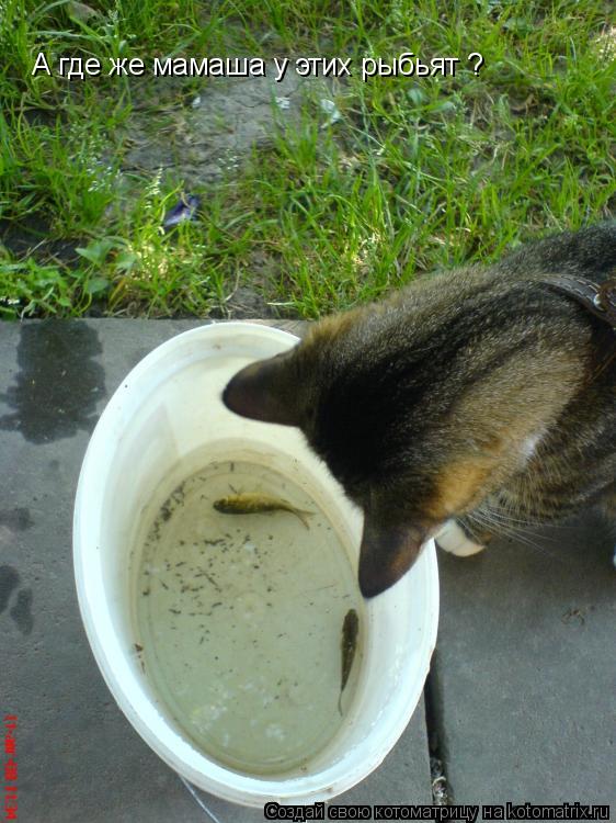 А где же мамаша у этих рыбьят ?... Котоматрица: А где же мамаша у этих рыбьят ?