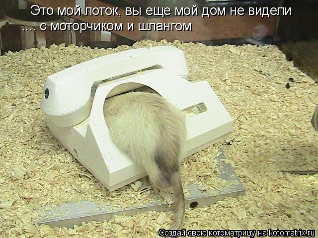 Это мой лоток, вы еще мой дом не видели .... с моторчиком и шлангом... Котоматрица: Это мой лоток, вы еще мой дом не видели .... с моторчиком и шлангом