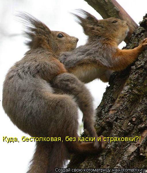 Куда, бестолковая, без каски и страховки?!... Котоматрица: Куда, бестолковая, без каски и страховки?!