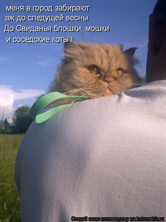Котоматрица: меня в город забирают  аж до следущей весны До Свиданья блошки, мошки и соседские коты !